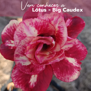 Podadinha - Rosa Do Deserto Lótus