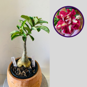 0411 05 Rosa do Deserto Mileide