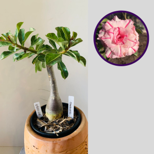 0411 06 Rosa do Deserto Carrossel