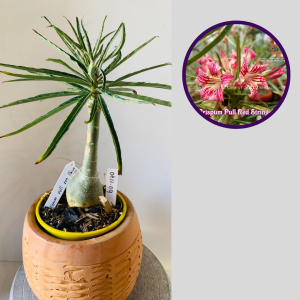 0411 09 Rosa do Deserto Crispum Pull Red  String