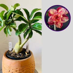 0411 13 Rosa do Deserto Linda