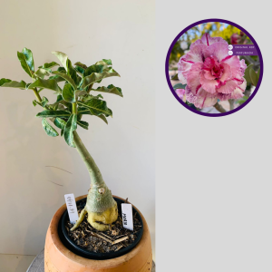 0411 14 Rosa do Deserto Maria Flor