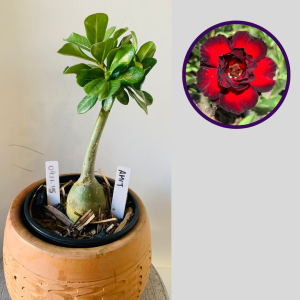 0411 15 Rosa do Deserto Amit