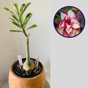 0411 16 Rosa do Deserto Ferrari