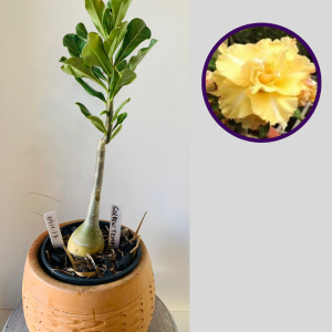 0411 17 Rosa do Deserto Golden Temple