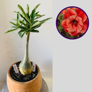 0411 18 Rosa do Deserto Lm-58