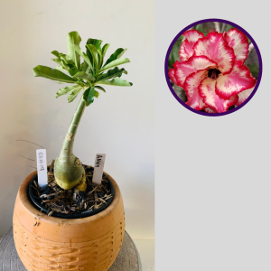 0411 19 Rosa do Deserto Anny