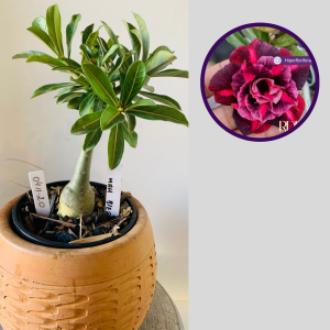 0411 20 Rosa do Deserto Mah Biee