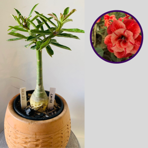 0411 21 Rosa do Deserto Lm-58