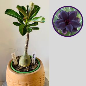 0411 23 Rosa do Deserto Black Coffee