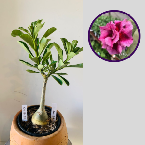 0411 24 Rosa do Deserto Lm 741