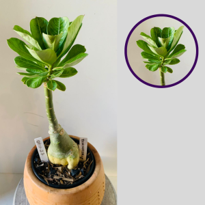 0411 27 Rosa do Deserto Black Nedplum