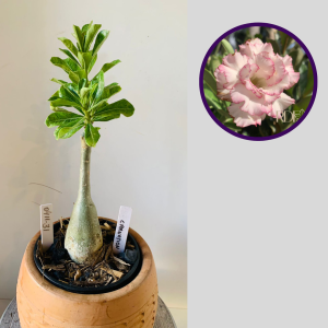0411 31 Rosa do Deserto Carnation