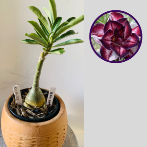 0411 33 Rosa do Deserto Black Amaryllis