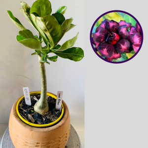 0411 34 Rosa do Deserto Love Potion