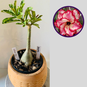 0411 35 Rosa do Deserto Anny