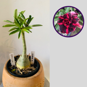 0411 37 Rosa do Deserto Ferrari B