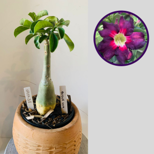 0411 38 Rosa do Deserto Buque Uva