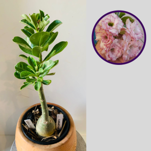 0411 40 Rosa do Deserto Carnation