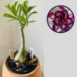 0411 41 Rosa do Deserto Black Amaryllis