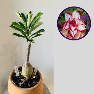 0411 42 Rosa do Deserto Ferrari