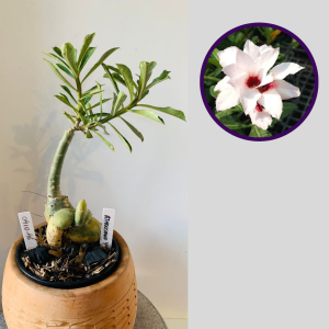 0411 46 Rosa do Deserto A thousand years