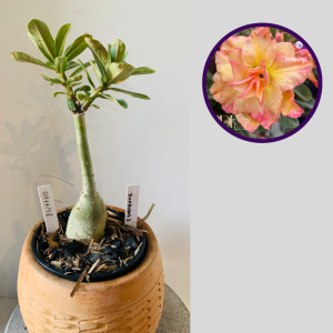 0411 48 Rosa do Deserto Dunhuang 2