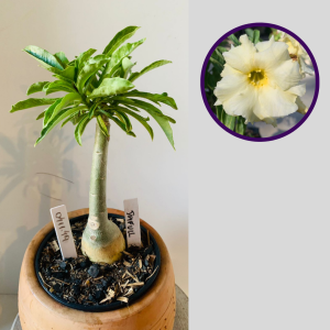 0411 49 Rosa do Deserto Joyfull