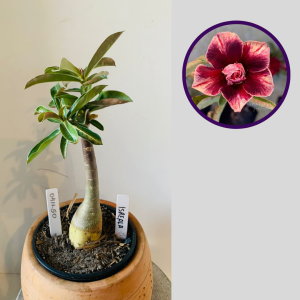 0411 50 Rosa do Deserto Israela