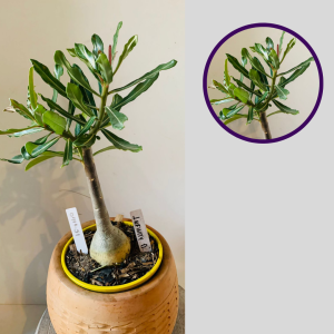 0411 51 Rosa do Deserto Infinity D