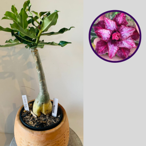 0411 53 Rosa do Deserto Moisés