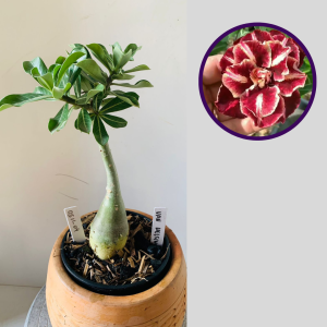 0511 04 Rosa do Deserto Van Helsing