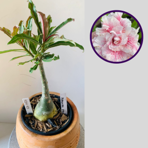 0511 05 Rosa do Deserto Mágical Prince