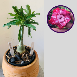 0511 06 Rosa do Deserto Cereja