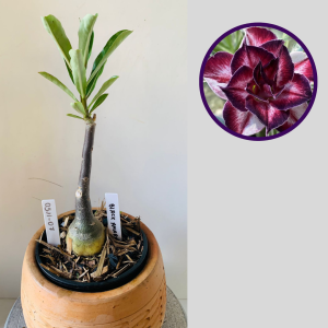 0511 07 Rosa do Deserto Black Amaryllis