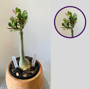 0511 08 Rosa do Deserto L-14