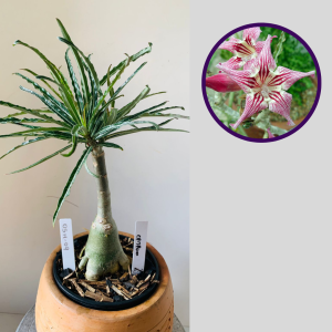 0511 09 Rosa do Deserto Crispum