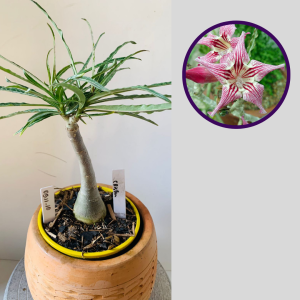 0511 10 Rosa do Deserto Crispum