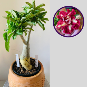 0511 11 Rosa do Deserto Mileide