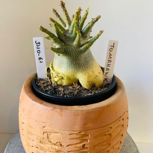 3110 61 Arabicum Tomahawk