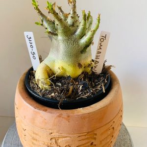 3110 50 Arabicum Tomahawk