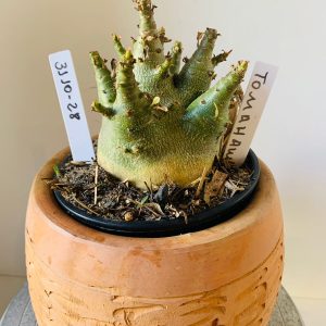 3110 28 Arabicum Tomahawk