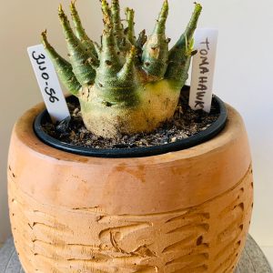 3110 56 Arabicum Tomahawk