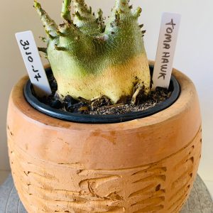 3110 17 Arabicum Tomahawk