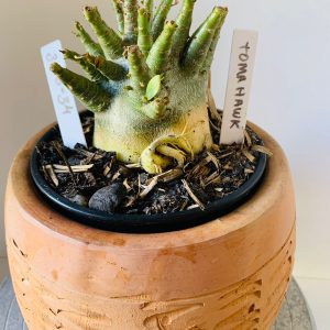 3110 34 Arabicum Tomahawk