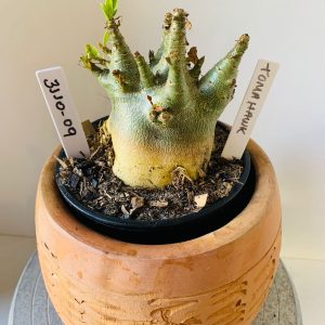 3110 9 Arabicum Tomahawk