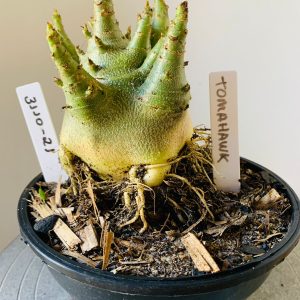 3110 21 Arabicum Tomahawk