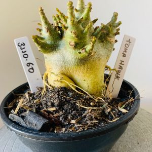 3110 60 Arabicum Tomahawk