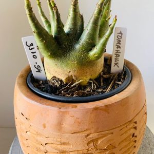 3110 54 Arabicum Tomahawk