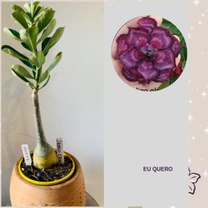 0411 47 Rosa do Deserto Índigo Glaze